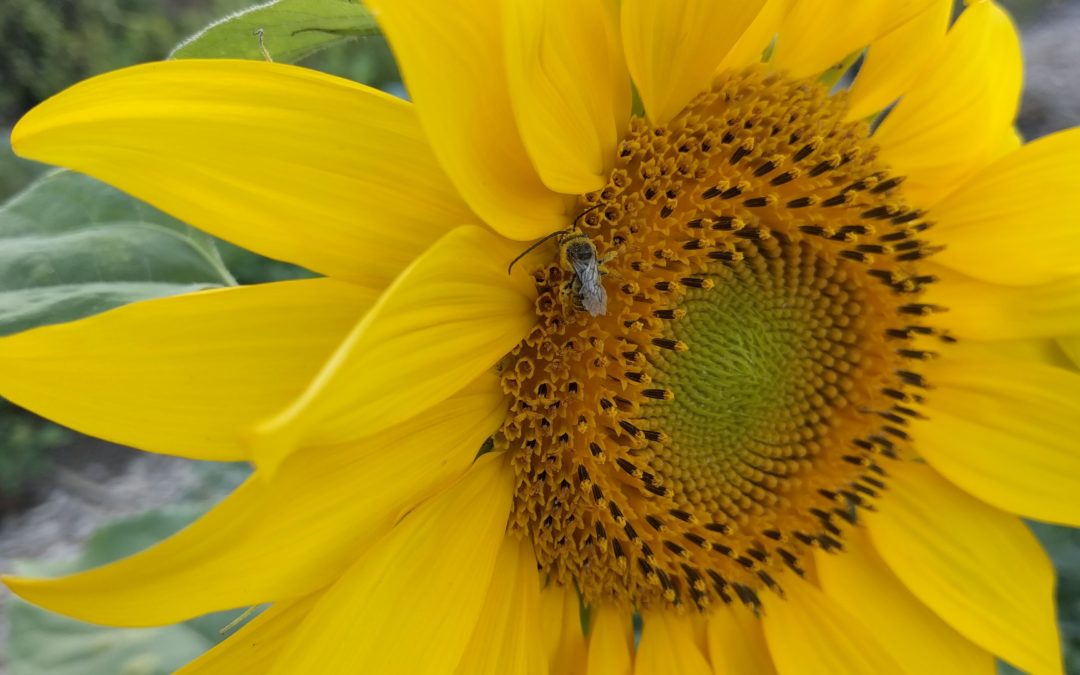 native bee on sunflower