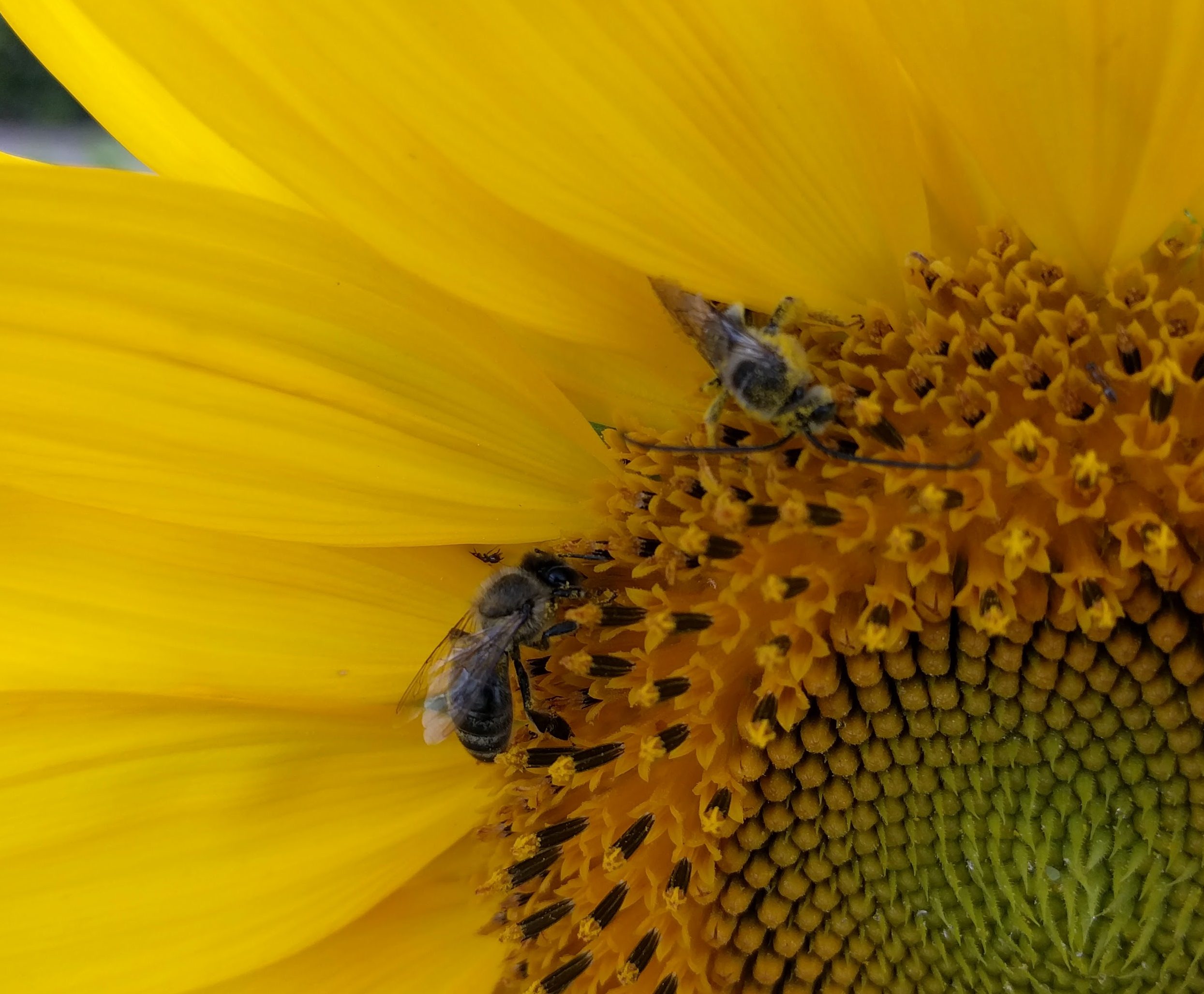 honey bee and longhorned bee on sunflower Greg Alder's Yard Posts