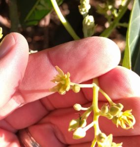 female avocado flower