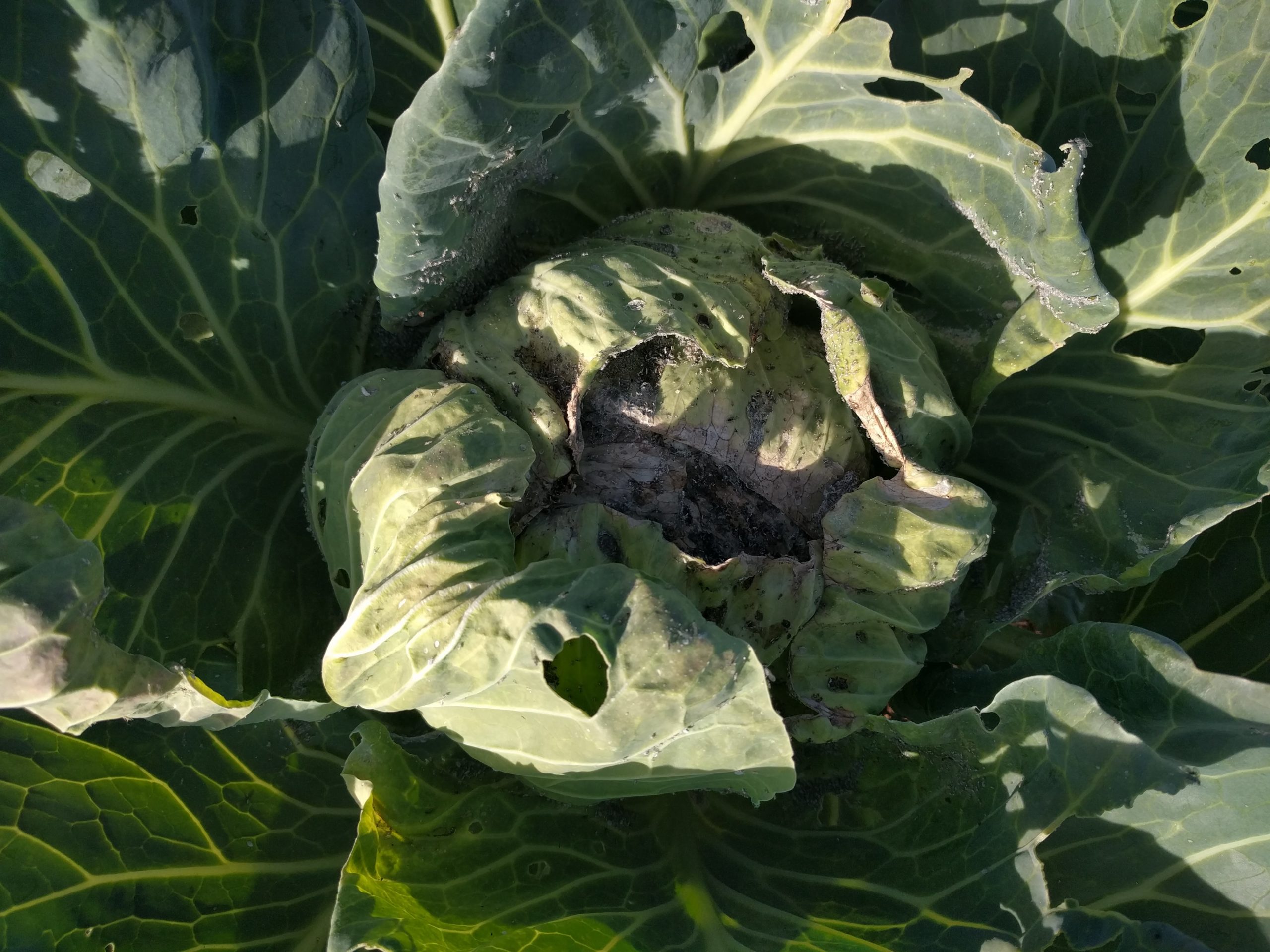 aphid infested cabbage Greg Alder's Yard Posts Food Gardening in