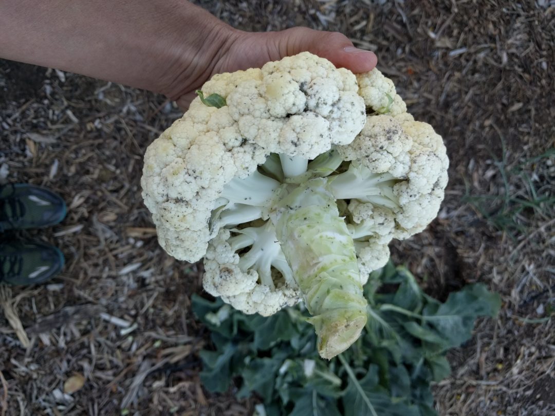 aphids inside head of cauliflower - Greg Alder's Yard Posts: Food ...