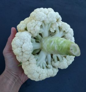 cleaned aphids off cauliflower