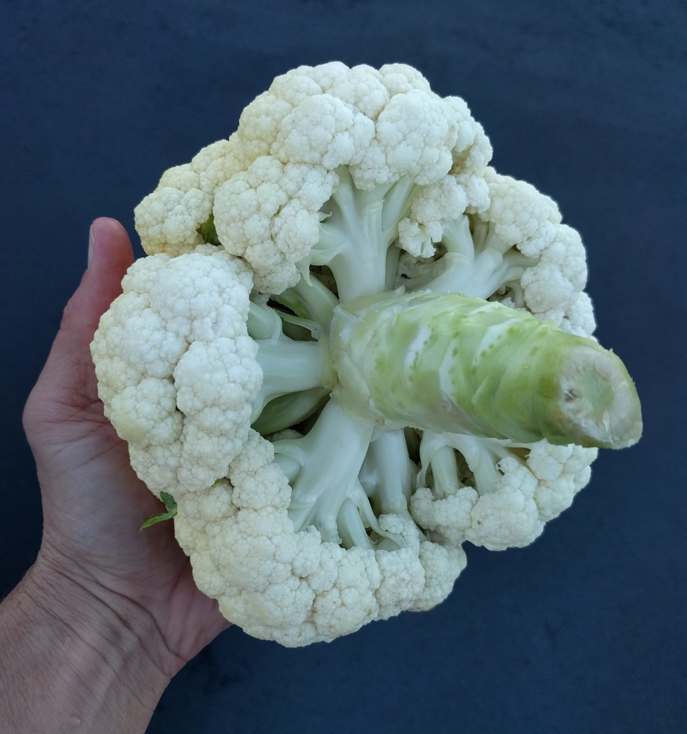 cleaned aphids off cauliflower - Greg Alder's Yard Posts: Food ...