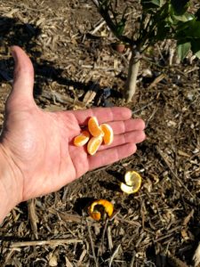 small Pixie mandarin fruit
