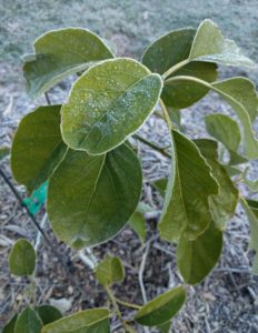 mature leaves on young avocado undamaged by frost