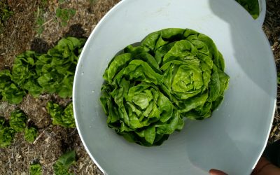 Butterhead lettuce harvest