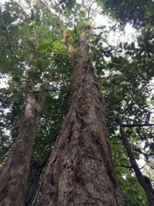 old wild avocado tree Monteverde Cloud Forest Costa Rica