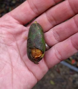 wild avocado fruit Monteverde Cloud Forest Costa Rica