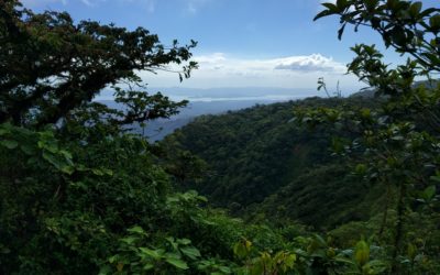 The Quetzal and the Wild Avocado