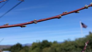 peach and nectarine red fruiting wood