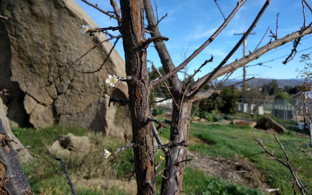 Don’t cut off the fruiting wood: Pruning lesson number one