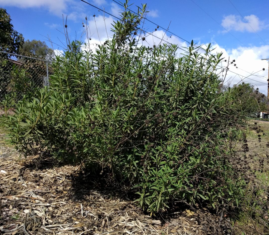 black sage Greg Alder's Yard Posts Food Gardening in Southern California