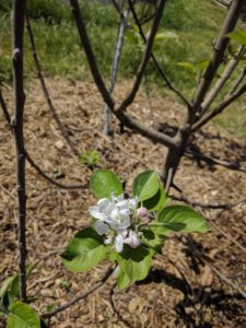 fuji apple flower