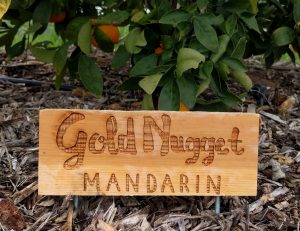 Tree sign for gold nugget mandarin