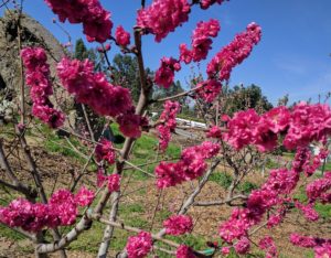 red baron peach flowering