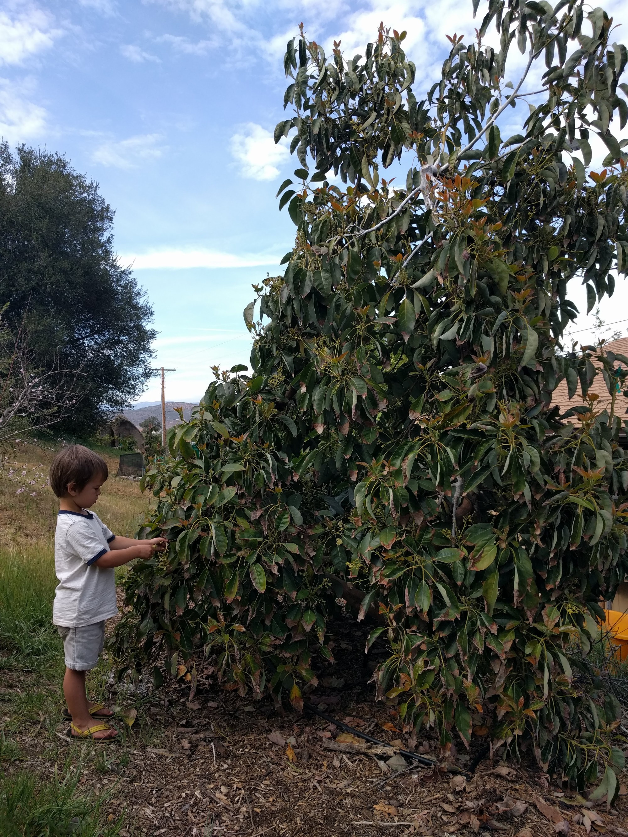 Hand pollinating avocados - Greg Alder's Yard Posts: Food Gardening in Southern California