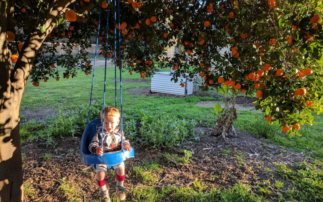 Swing in orange tree