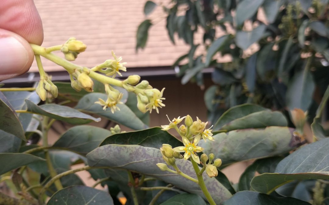 hand pollinating avocado flowers direct contact