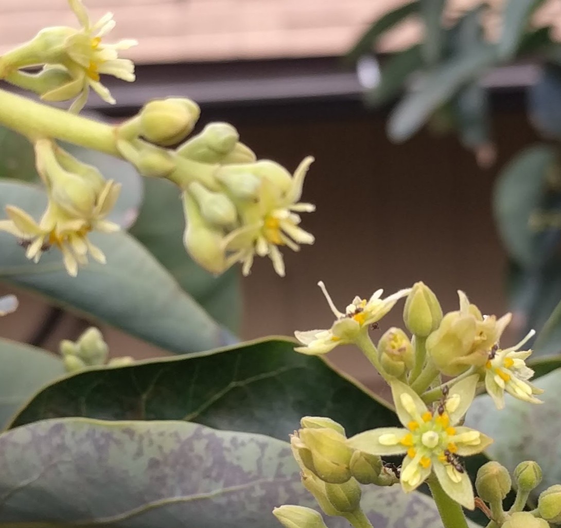 Hand Pollinating Avocados Greg Alder S Yard Posts Southern California Food Gardening