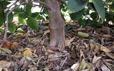 Keep mulch away from tree trunks?