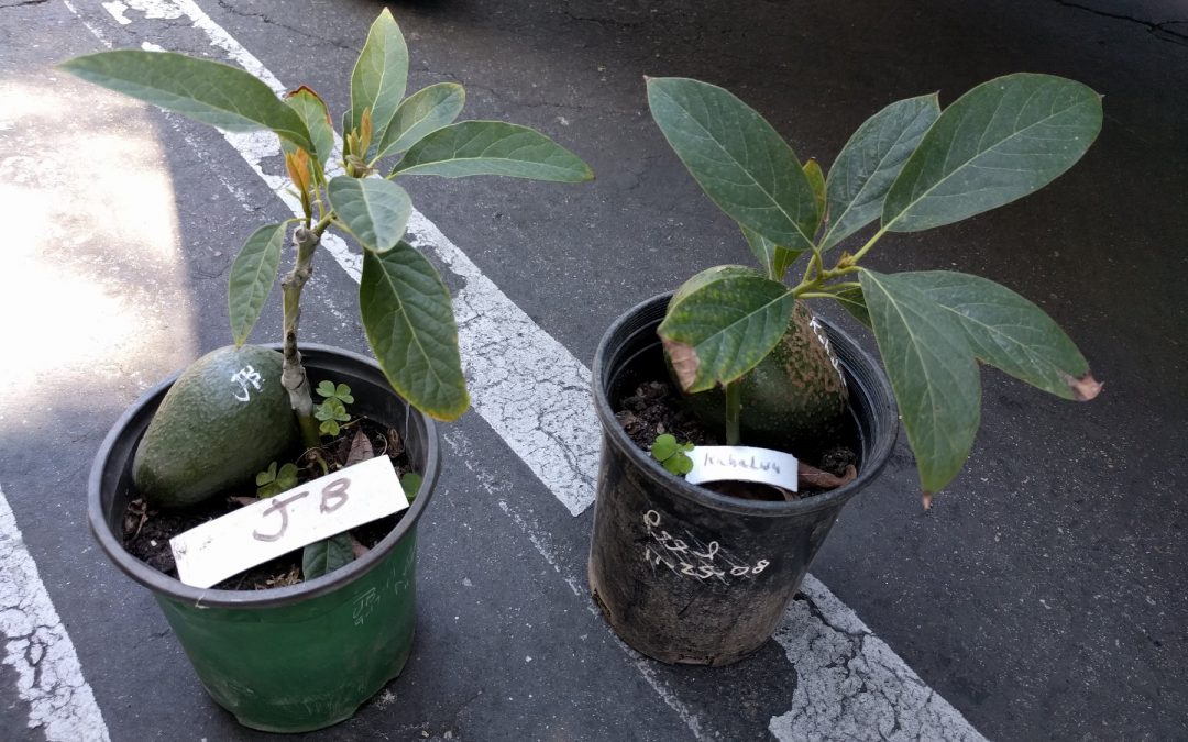 Jan Boyce and Kahaluu avocado trees in containers