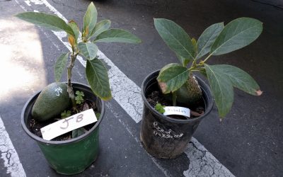 How to plant and stake an avocado tree