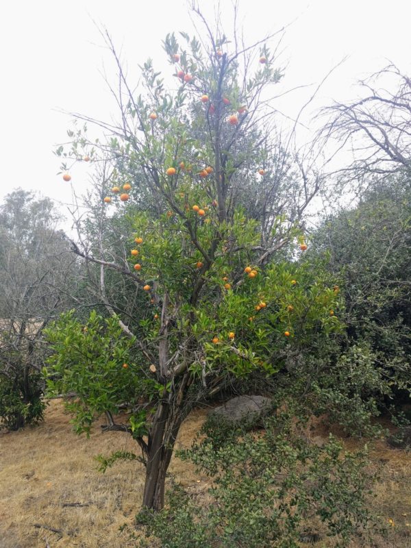 honey tangerine tree near me