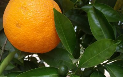 When to pick oranges and tangerines