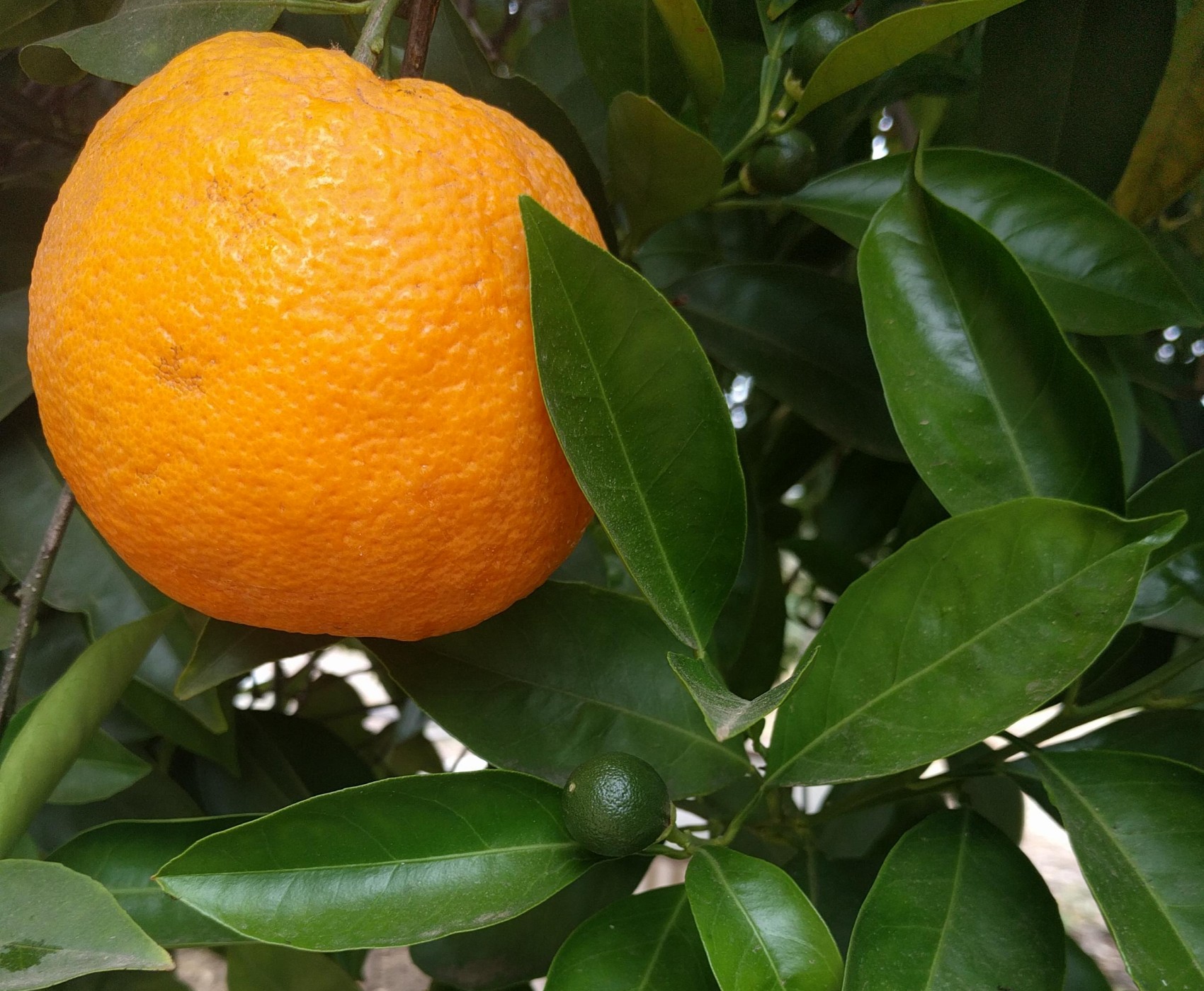 Valencia oranges two generations on tree - Greg Alder&amp;#39;s Yard Posts ...