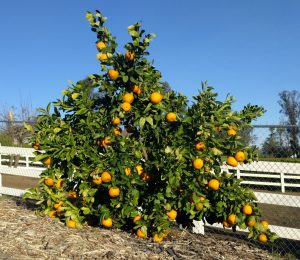 Gold Nugget Mandarinenbaum