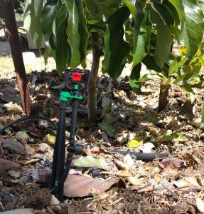 inline shut-off valve on micro-sprinkler for fruit tree