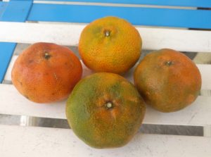 Mandarine din Costa Rica