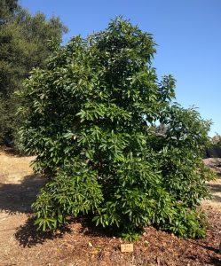 Hass avocado tree with 14 foot canopy diameter