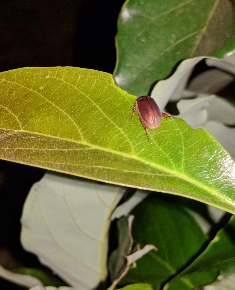 Who is eating holes in your avocado leaves? Greg Alder's Yard Posts