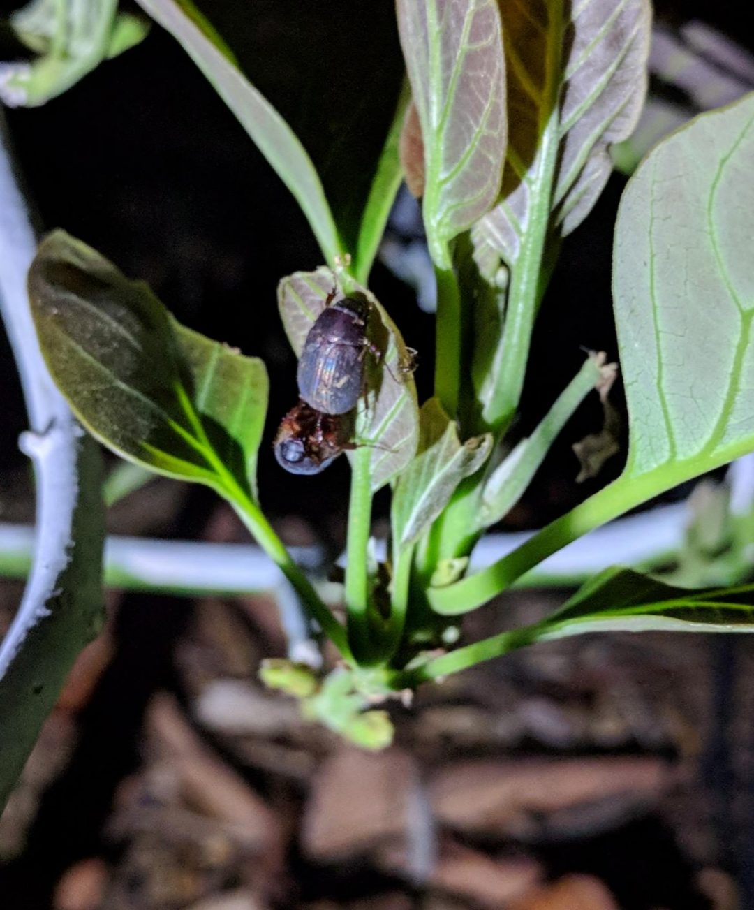 june-bugs-eating-avocado-leaves-young-tree-greg-alder-s-yard-posts