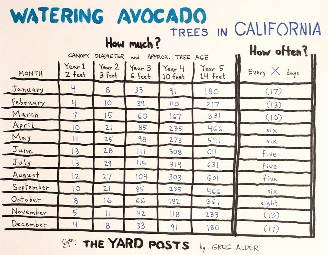 Table of how much and how often to water avocado trees in California