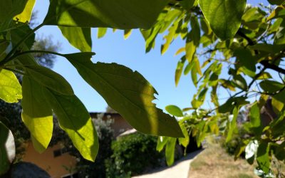 Who is eating holes in your avocado leaves?