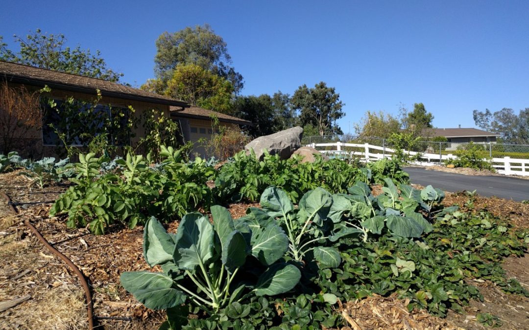 Starting a vegetable garden in Southern California