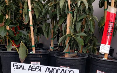 Where to buy an avocado tree