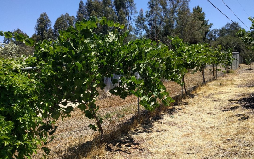 Growing grapes on a chain link fence
