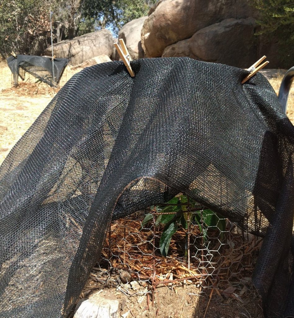 Jan Boyce avocado tree under shade cloth during heat wave Greg Alder