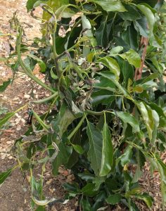 Nimlioh avocado foliage burned in 113 degree heat