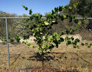 Second summer grapevine training on chain link fence