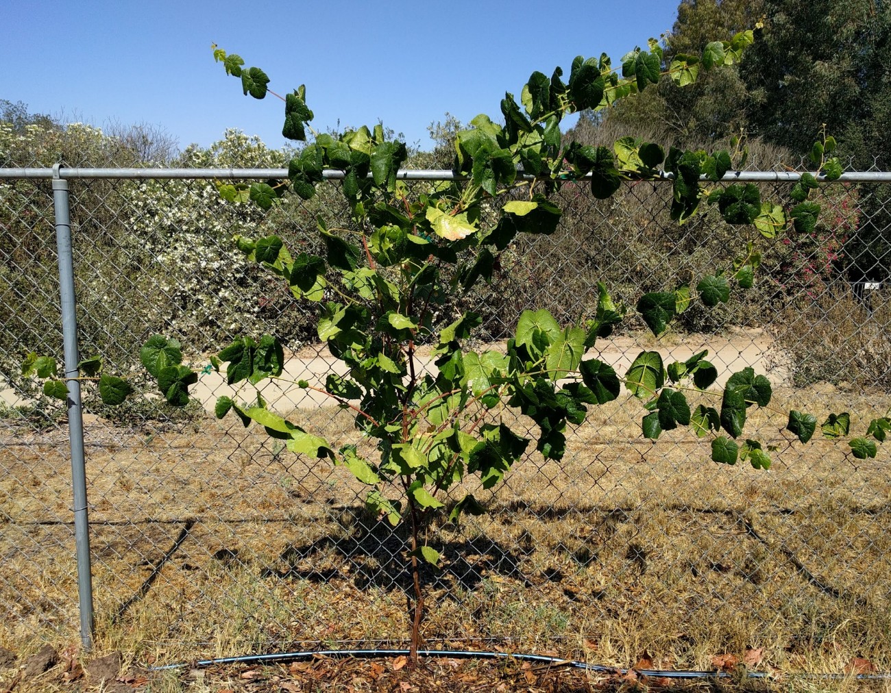 grape vine fence design