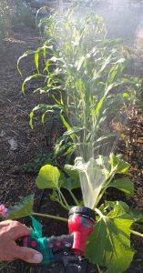 spraying corn to moisten nearby mulch