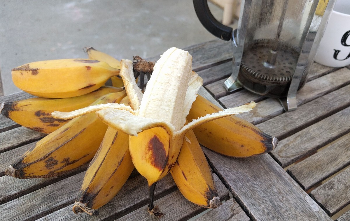 Eating homegrown bananas Southern California Greg Alder's Yard Posts
