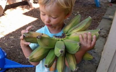 Growing bananas in Southern California