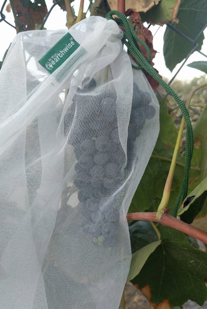 grape cluster in mesh bag for bird protection
