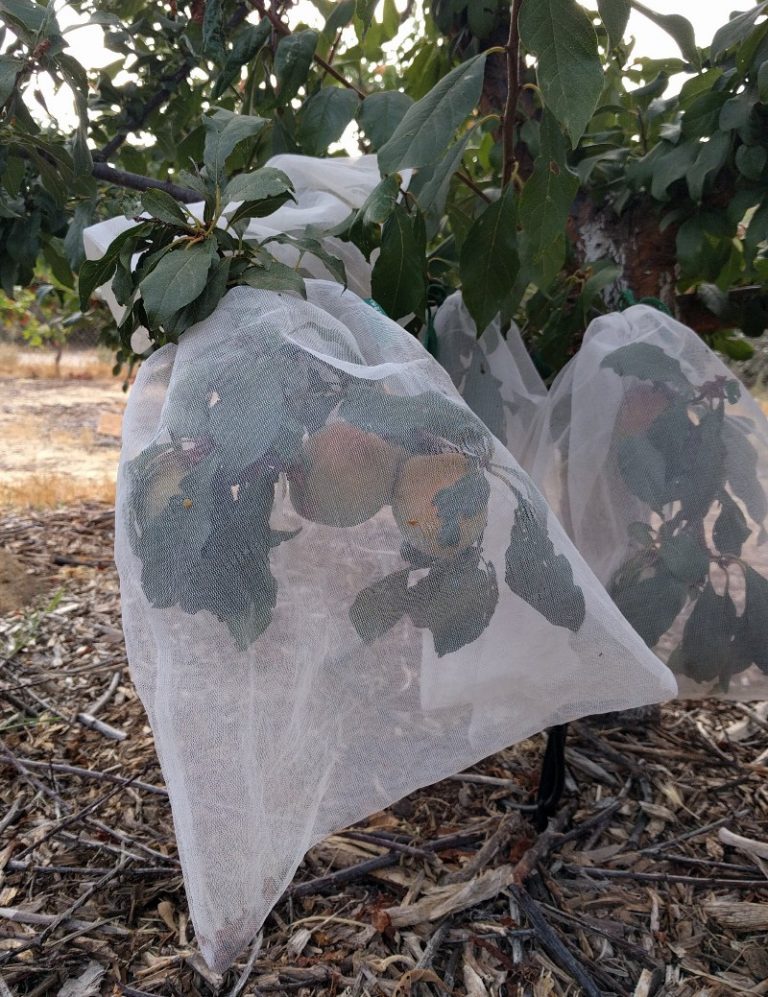 Protecting Fruit From Birds Greg Alders Yard Posts Southern California Food Gardening 9041