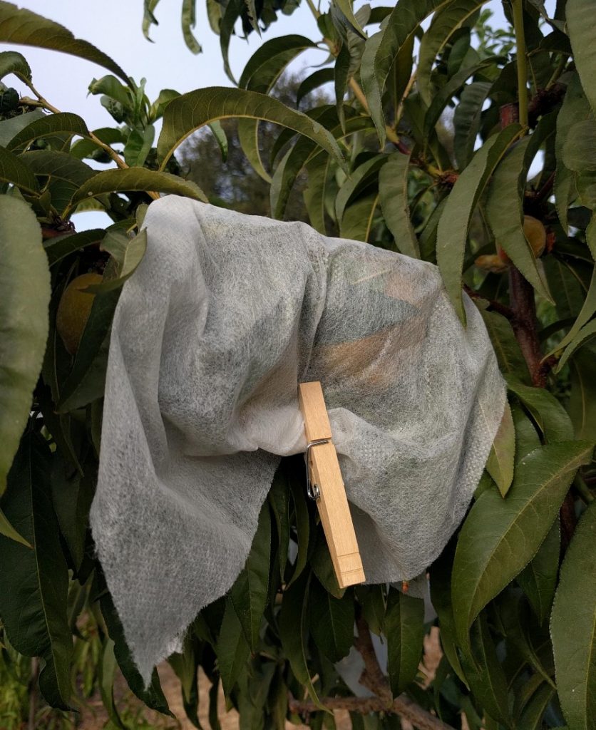 peaches wrapped for protection from birds